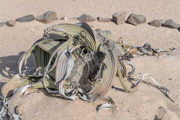Weltwitschia Mirabilis , living fossil plant,  at Moonlandscape, near Swakopmund, Namibia