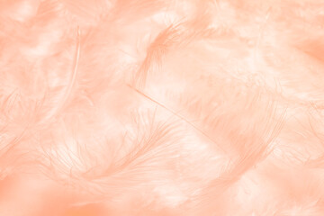 Peach pastel color abstract soft feather pattern texture background