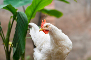 chicken on the farm