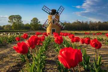 Mulino a vento e Tulipani rossi