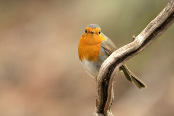 European robin near water point in a pine and oak forest at first light on an autumn day