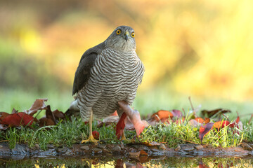 Adult female Eurasian sparrow hawk at a water point in a Mediterranean forest at first light of day