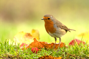Fototapeta premium European robin near water point in a pine and oak forest at first light on an autumn day