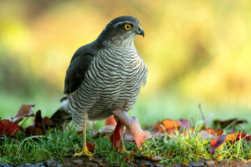 Adult female Eurasian sparrow hawk at a water point in a pine and oak forest at first light on an autumn day