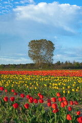 Panorama di un Campo di Tulipani di vari colori