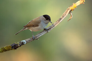 Common whitethroat male near a water point within a Mediterranean forest with the last light of the day