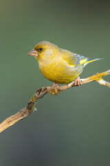 Male European greenfinch in an oak forest at first light in the morning