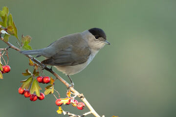 Common whitethroat male near a water point within a Mediterranean forest with the last light of the...