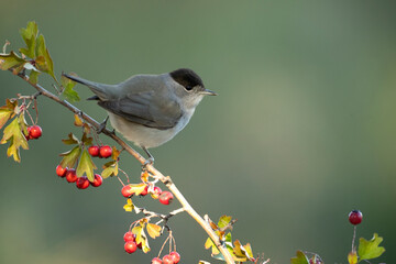 Common whitethroat male near a water point within a Mediterranean forest with the last light of the day