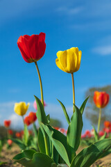 Obraz premium Tulipano rosso e giallo 