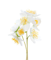 Two sprigs of  Jasmine (Philadelphus) with white flowers isolated on white background. Selective focus.