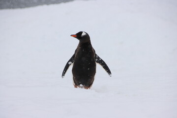 Gentoo Penguin (Pygoscelis papua), Cuverville Island, Antarctica.