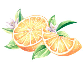 Watercolor half slices of oranges with flowers and leaves. Summer citrus fruit isolated. Hand drawn illustration healthy eating. Template for invitation and card, print on packaging, sticker, textile