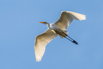 Fototapeta na wymiar An egret in flight against a cloudless blue sky