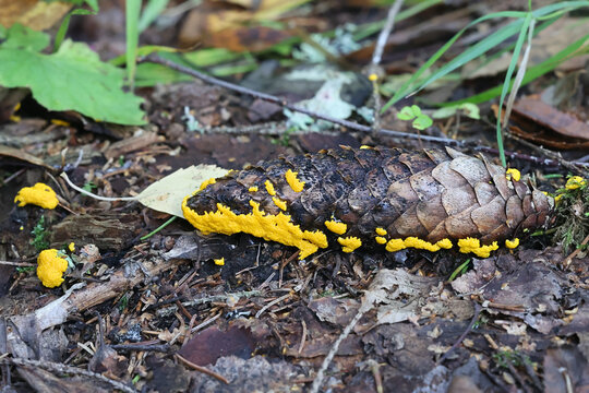 Physarum virescens, a yellow slime mold from Finland, no common English name