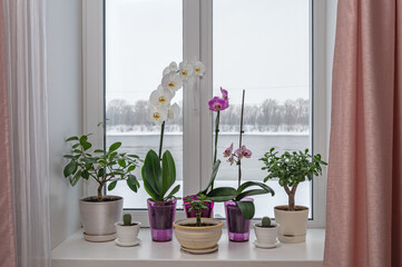 The window in the room with houseplants on window sill and curtains against the backdrop of the river and forest covered with snow at winter.