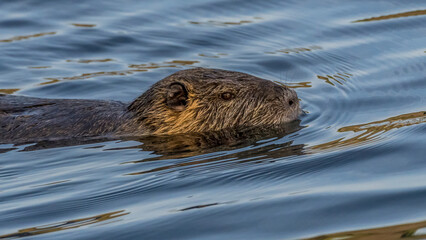 Portrait of a coypu swimming in a stream