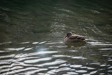 北海道　苫小牧北大研究林