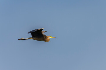 Obraz premium Purple heron in flight