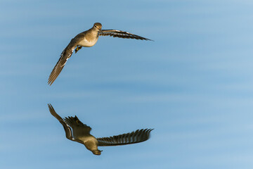 Sandpiper in flight above the water
