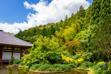 Fototapeta na wymiar 大阪府池田市の久安寺で見た、新緑と青空に浮かぶ雲