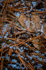 北海道　苫小牧北大研究林