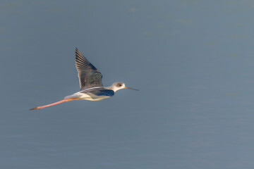 Black-winged stilt in flight above the water 