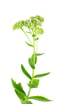 Trachelium caeruleum White Lake Michigan