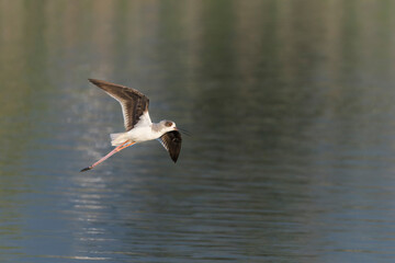 Black-winged stilt in flight above the water 