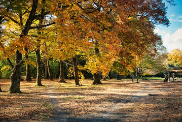 Naklejka premium 秋の空の下、紅葉した木立の美しい風景
