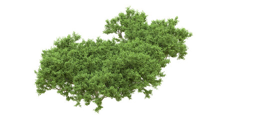 Fototapeta premium Green forest isolated on background. 3d rendering - illustration