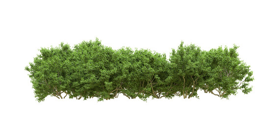 Green forest isolated on background. 3d rendering - illustration