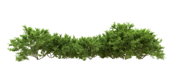 Gardinen Green forest isolated on background. 3d rendering - illustration © Cristian