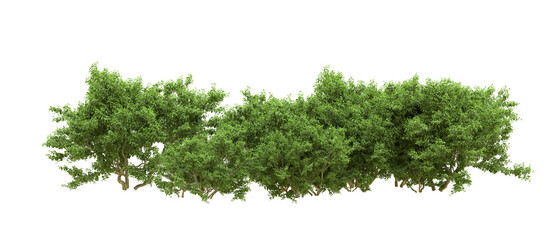 Obraz premium Green forest isolated on background. 3d rendering - illustration