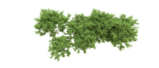 Green forest isolated on background. 3d rendering - illustration