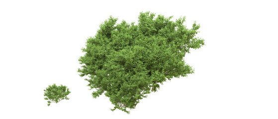 Green forest isolated on background. 3d rendering - illustration