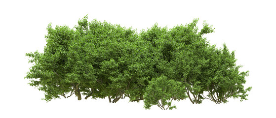 Green forest isolated on background. 3d rendering - illustration