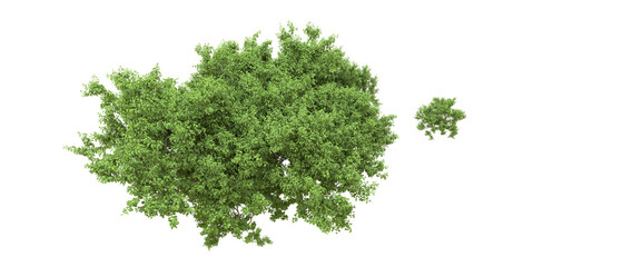 Obraz premium Green forest isolated on background. 3d rendering - illustration