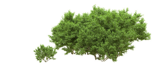 Green forest isolated on background. 3d rendering - illustration