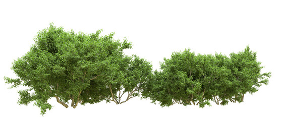 Green forest isolated on background. 3d rendering - illustration