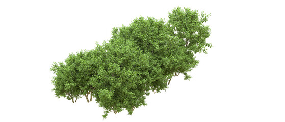 Fototapeta premium Green forest isolated on background. 3d rendering - illustration