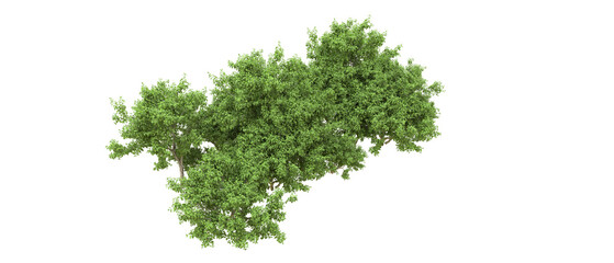 Green forest isolated on background. 3d rendering - illustration