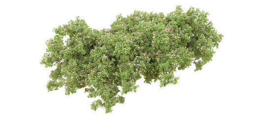 Fototapeta premium Green forest isolated on background. 3d rendering - illustration