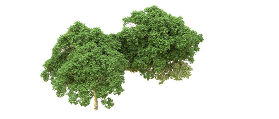 Fototapeta premium Green forest isolated on background. 3d rendering - illustration