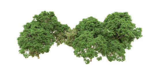 Green forest isolated on background. 3d rendering - illustration