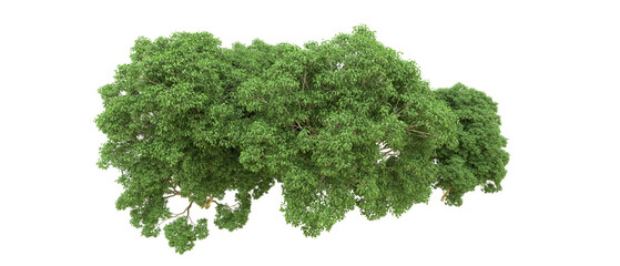 Green forest isolated on background. 3d rendering - illustration