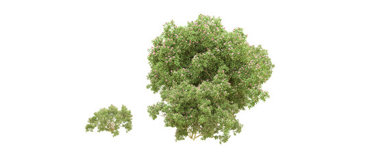 Green forest isolated on background. 3d rendering - illustration