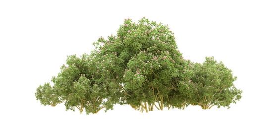 Obraz premium Green forest isolated on background. 3d rendering - illustration