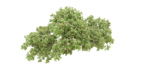 Green forest isolated on background. 3d rendering - illustration