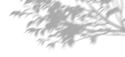 Realistic shadow leaves branch movement on transparent backgrounds 3d rendering png